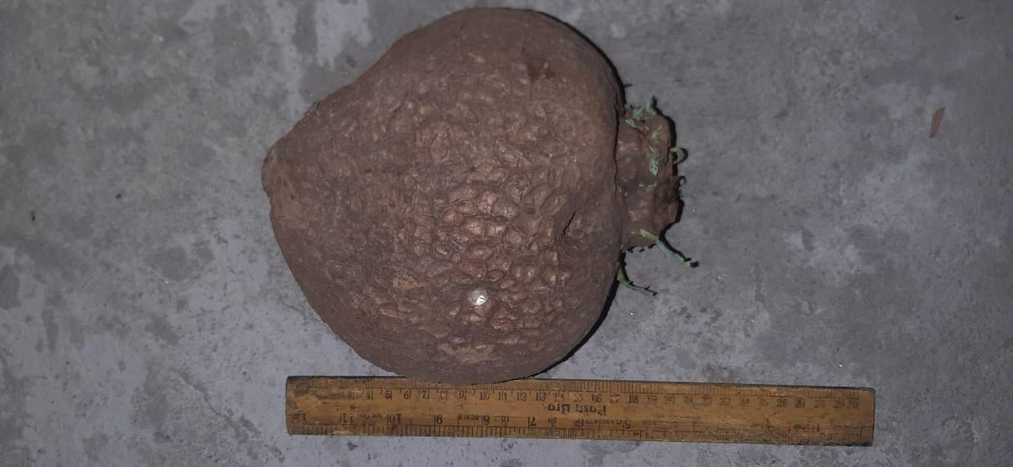 Stephania Erecta - The Everlasting Green Wonder