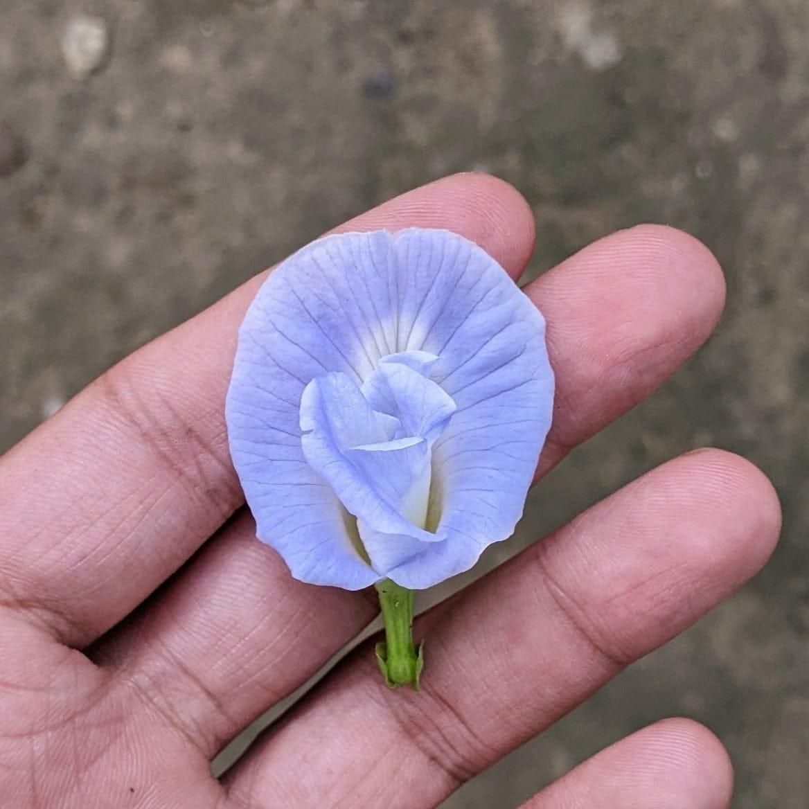Butterfly Pea Flower Seeds