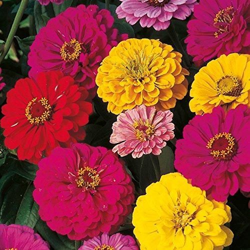 ZINNIA seeds pack of 2 (100 seeds approx) with Free Plant Growth Booster and Supplement Vol. 30ml
