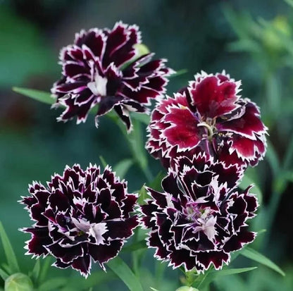 Dianthus Seeds (Free Pot Mixture 100 gm)