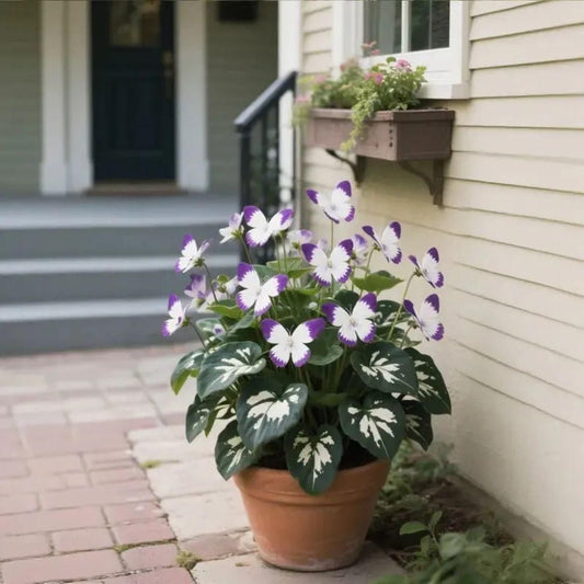 Moonlight Butterfly Seeds