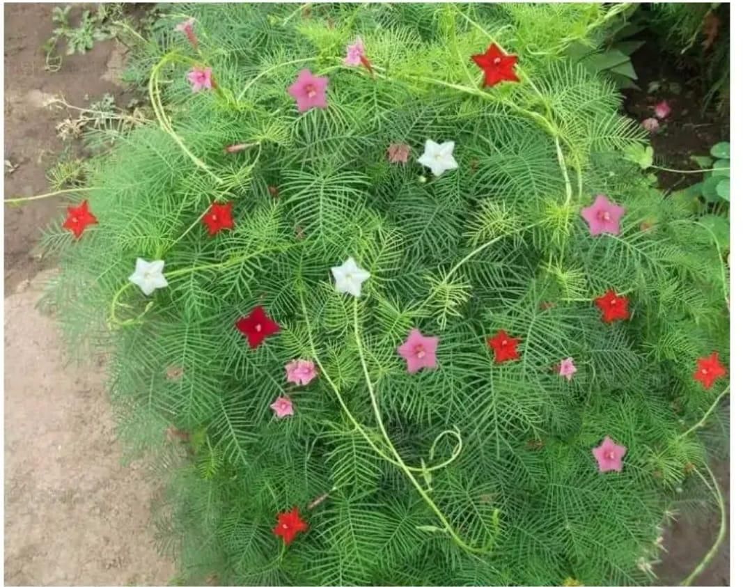 Cypress Vine Plant Seeds