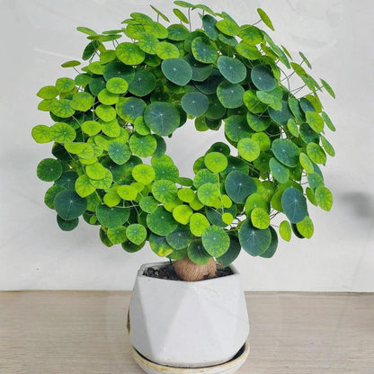 Stephania Erecta - The Everlasting Green Wonder