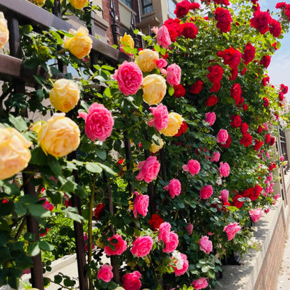 Elegant Climbing Rose Flower Seeds