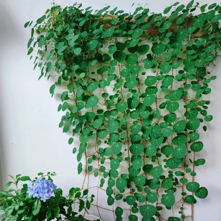 Stephania Erecta - The Everlasting Green Wonder