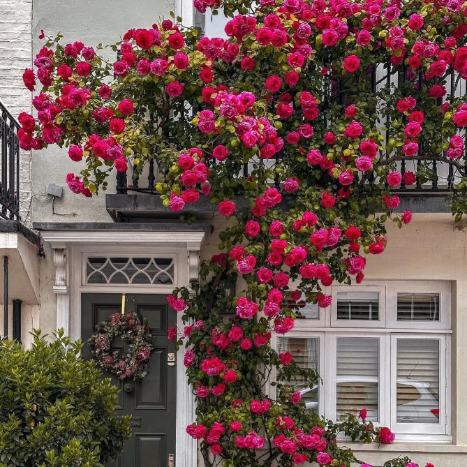 Elegant Climbing Rose Flower Seeds