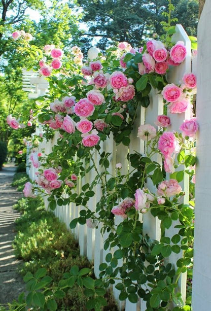 Elegant Climbing Rose Flower Seeds