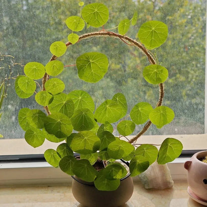 Stephania Erecta - The Everlasting Green Wonder