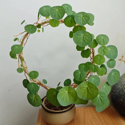 Stephania Erecta - The Everlasting Green Wonder