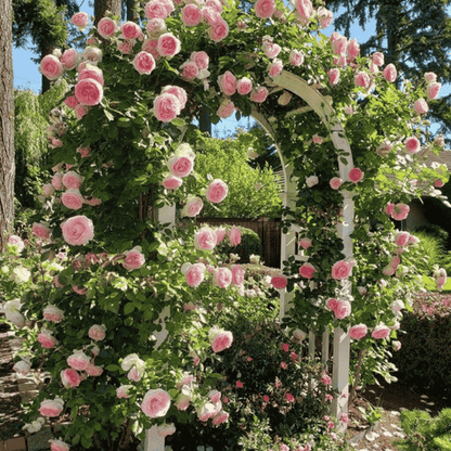 Elegant Climbing Rose Flower Seeds